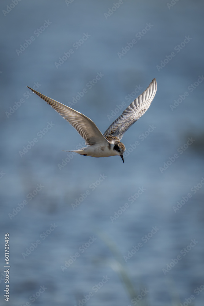 Whiskered tern flying over water looking down Whiskered tern flying over water looking down