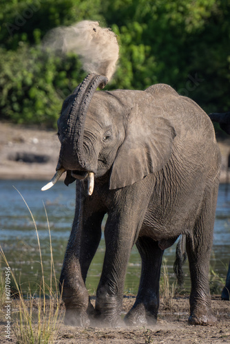 Young African elephant squirting sand over itself