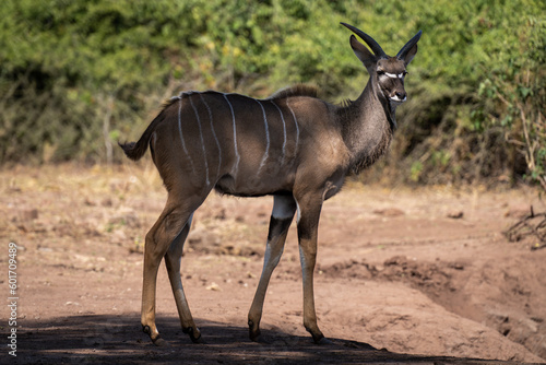 Young male greater kudu stands in shade