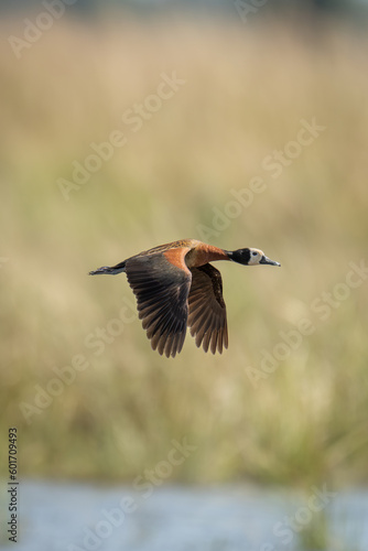 White-faced whistling-duck crosses river with sings lowered