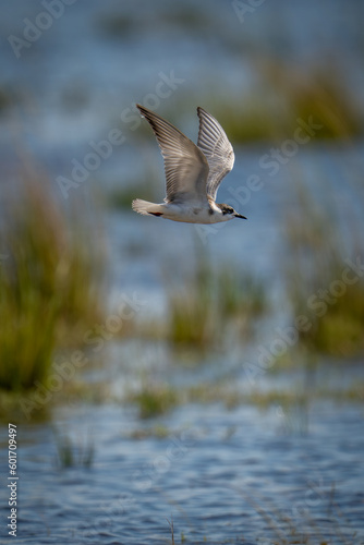 Whiskered tern flies over water lifting wings