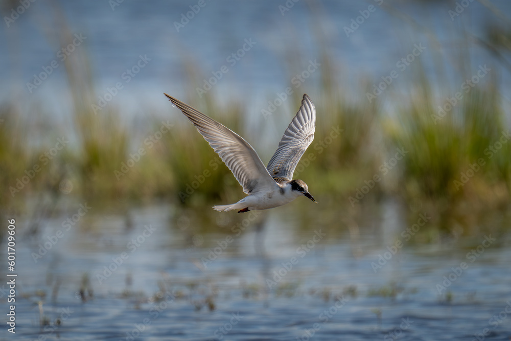 Whiskered tern flying over river carrying food Whiskered tern flying over river carrying food
