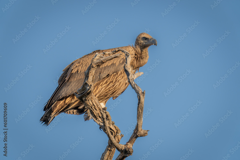 White-backed vulture in tree under blue sky White-backed vulture in tree under blue sky