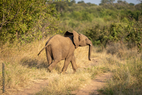Young African bush elephant crosses sandy track