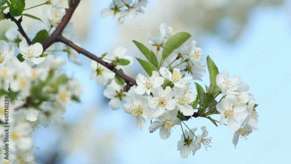 Spring has sprung! Enjoy beauty of nature in full bloom with stunning footage of cherry tree blossoming in gentle spring breeze. Perfect for nature-themed projects Spring has sprung! Enjoy beauty of nature in full bloom with stunning footage of cherry tree blossoming in gentle spring breeze. Perfect for nature-themed projects