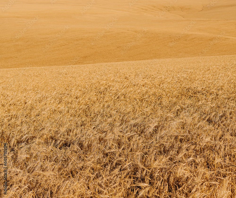 Golden wheat field of hot summer day