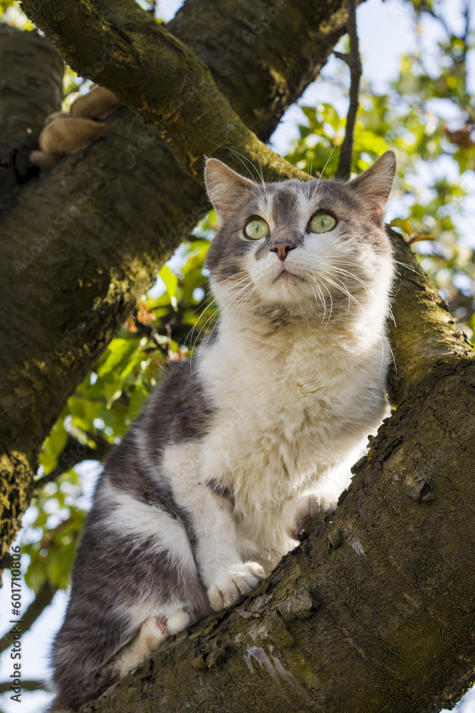 Obraz premium Shocked cat sits on a tree