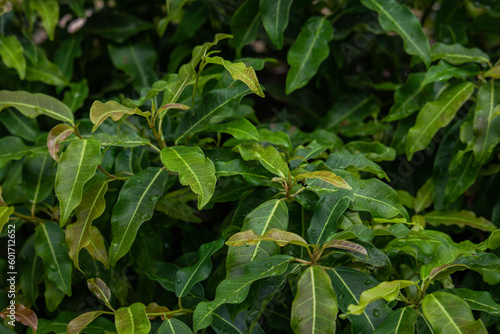 Wallpaper Mural A natural landscape with green leaves adorned by raindrops, creating a fresh and organic background texture. Torontodigital.ca