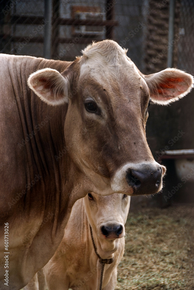 Local cows on farms where the mother cow with her little calf is in the barn
