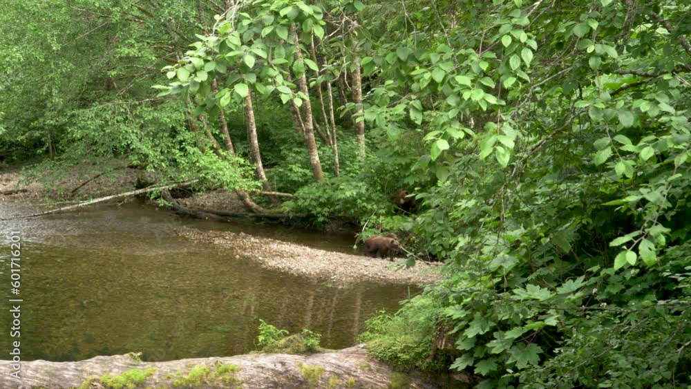 Three bears are walking from the river bank to the forest. Alaska's Summer: A Trio of Scenery Featuring Salmon, Brown Bears, and Rivers. Three bears are walking from the river bank to the forest. Alaska's Summer: A Trio of Scenery Featuring Salmon, Brown Bears, and Rivers.
