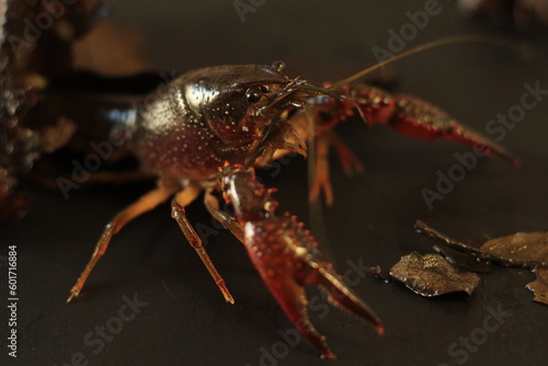 Red swamp crayfish in close look © Boris