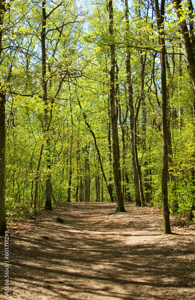 Spring landscape with forest path. Spring landscape with forest path.