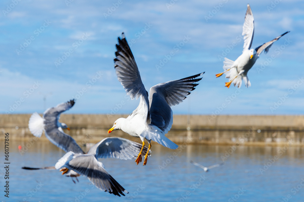 Obraz premium Beautiful seagull birds flying and fishing in atlantic ocean