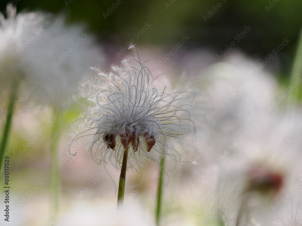 オキナグサの花の後の綿毛 オキナグサの花の後の綿毛