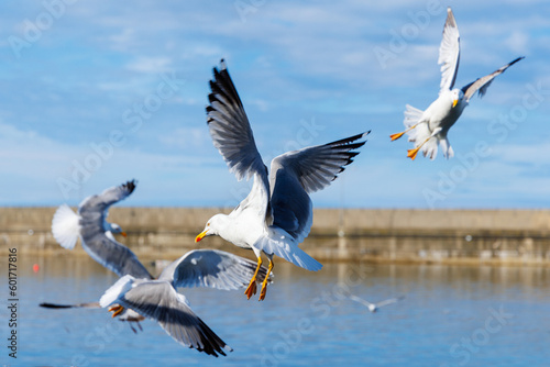 Beautiful seagull birds flying and fishing in atlantic ocean