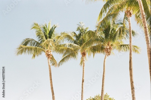 palm tree in the wind