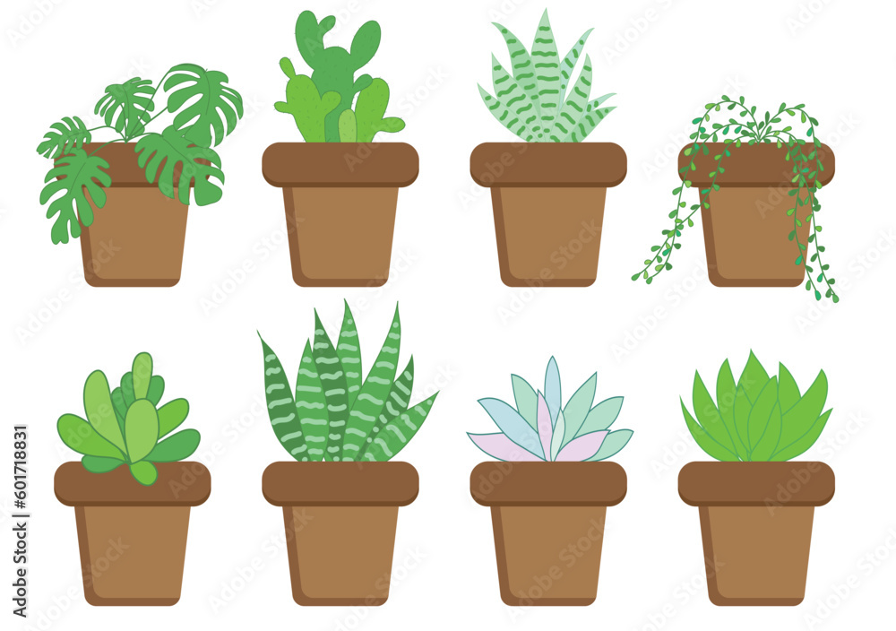 A set of eight pots with house plants, cacti, succulents, mansera.