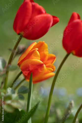 Tulpen - In der Natur
