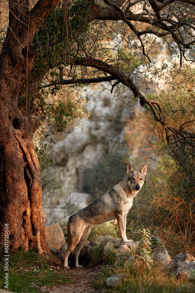 Czechoslovakian wolfdog in the olive grove. A beautiful dog that looks like a wolf in nature. Pet in the woods