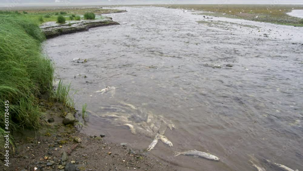 Desperate Struggle. Salmon Struggle to Survive in the River. Salmon carcass. Alaskan Salmon Migration: A Journey Full of Challenges and Wonders. Desperate Struggle. Salmon Struggle to Survive in the River. Salmon carcass. Alaskan Salmon Migration: A Journey Full of Challenges and Wonders.