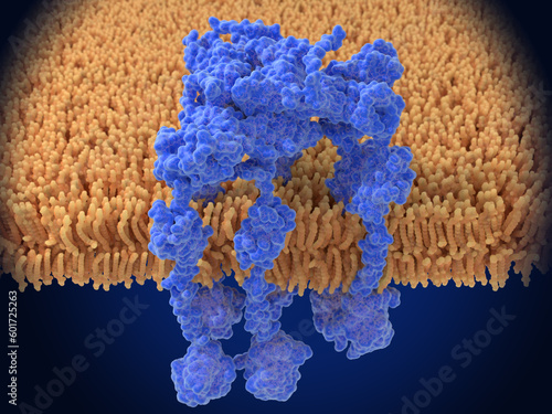 RAGE receptor (mouse) hexamer, active form after ligand binding. Advanced glycosylation end product-specific receptor. photo