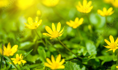 Yellow Lesser celandine flowers in spring on a green natural background 