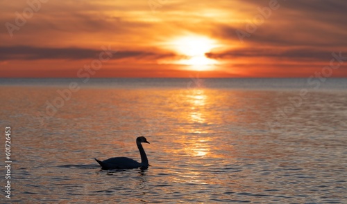 dunkle Silhouette eines majest  tischen  wei  en  in der spiegelglatten Ostsee vor einem atemberaubenden orangefarbenen Sonnenuntergang schwimmenden Schwan   Cygnus olor   Traumhafte Atmosph  re