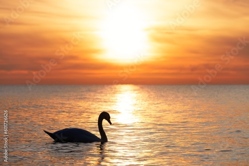 dunkle Silhouette eines majest  tischen  wei  en  in der spiegelglatten Ostsee vor einem atemberaubenden orangefarbenen Sonnenuntergang schwimmenden Schwan   Cygnus olor   Traumhafte Atmosph  re