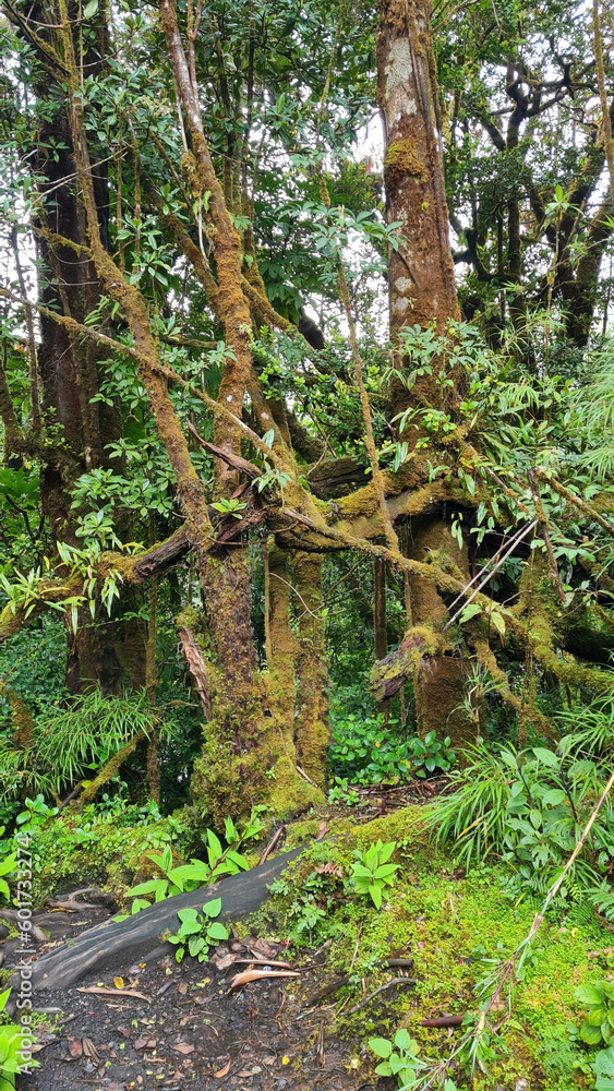 Costa Rica rainforest with many plants and trees in Poas National Park, a stunning protected area, known for its breathtaking volcanic crater and lush cloud forests. Costa Rica rainforest with many plants and trees in Poas National Park, a stunning protected area, known for its breathtaking volcanic crater and lush cloud forests.