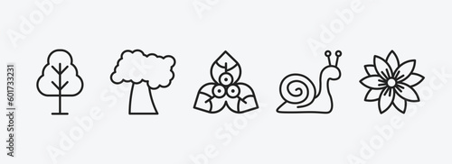 nature outline icons set. nature icons such as birch, black cherry tree, bougainvillea, snail, hypericum vector. can be used web and mobile.