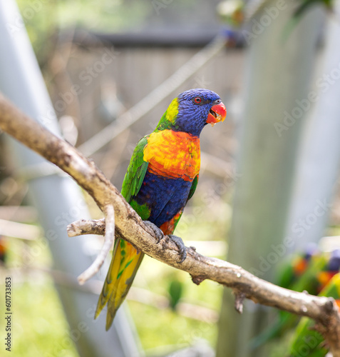 The Rainbow Lorikeet (Trichoglossus haematodus) is a species of bird in the parrot family (Psittacidae) distributed by New Guinea, Indonesia, Timor, Vanuatu, Solomon Islands