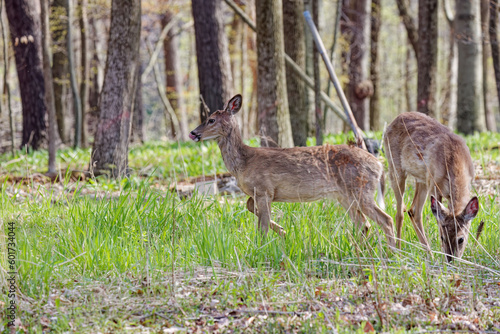 White - tailed deer or Virginia deer  Odocoileus virginianus  in the forest. The deers  change their fur from winter to summer