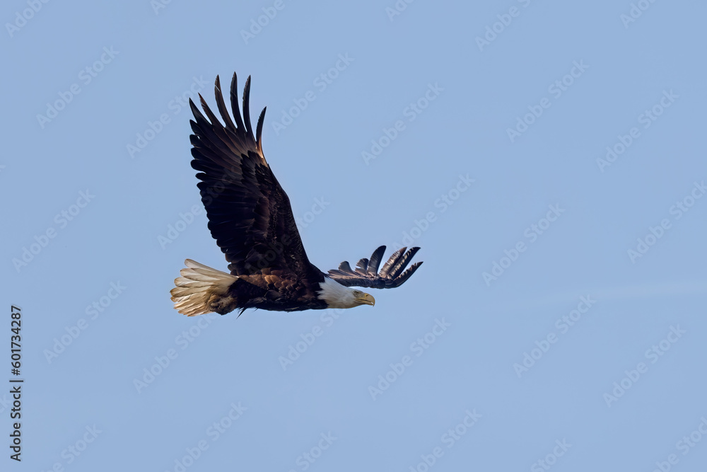 Fototapeta premium The Bald eagle (Haliaeetus leucocephalus) in flight