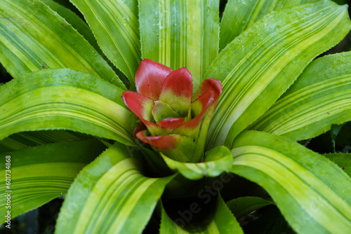 Guzmania lingulata or scarlet star is a species of flowering plant in the bromeliad family Bromeliaceae, subfamily Tillandsioideae. Hanover, Germany. photo