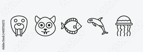 animals collection. outline icons set. animals collection. icons such as walrus  squirrel  flounder  grampus  medusa vector. can be used web and mobile.