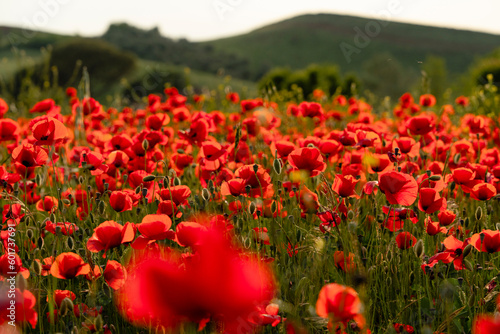 campo di papaveri rossi nella campagna toscana in primavera