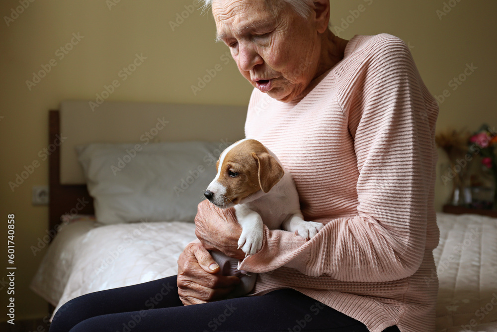 Emotional support animal concept. Portrait of elderly woman petting a little jack russell