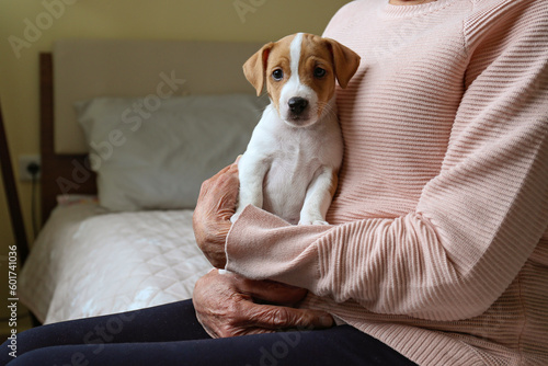 Emotional support animal concept. Portrait of elderly woman petting a little jack russell terrier puppy. Old lady and her pet sitting on the bed. Close up, copy space, background.