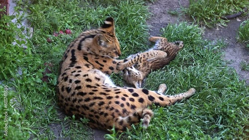 Bengal serval playing with his baby. Wild cat.