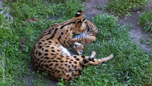 Bengal serval playing with his baby. Wild cat.