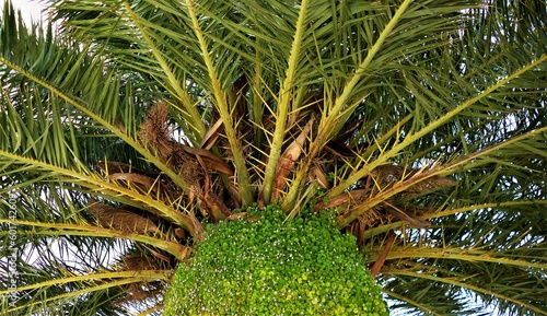 Green exotic palm high in the sky