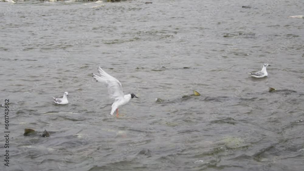 Bonaparte's gull and Glaucous-winged Gull landed in the water. Slow motion shot. Witness the Circle of Life in Alaskan Rivers: Salmon Spawning, Seagull Feasting. Bonaparte's gull and Glaucous-winged Gull landed in the water. Slow motion shot. Witness the Circle of Life in Alaskan Rivers: Salmon Spawning, Seagull Feasting.