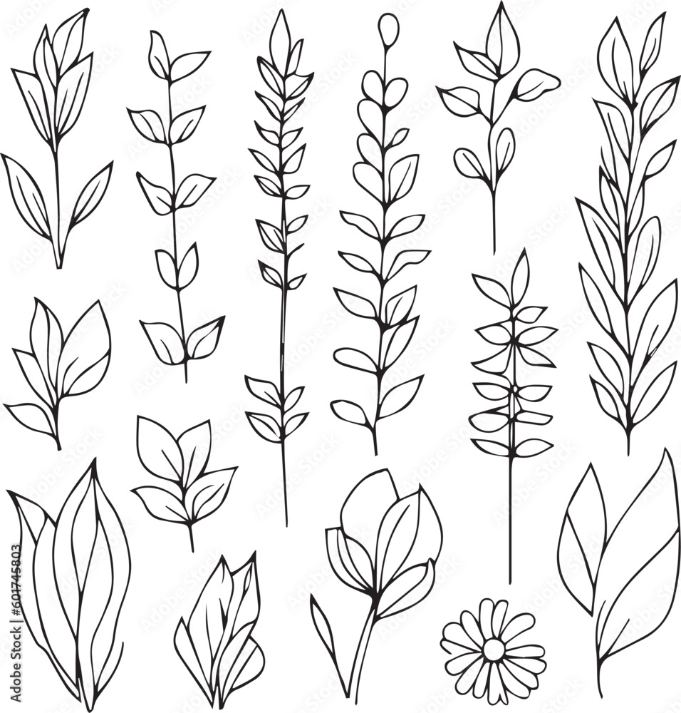 Set of vector hand-drawn botanical leaf, botanical line drawing, wildflower botanical line art, leaf vector art, Pencil realistic wildflower drawing, ink sketch isolated on white background. Set of vector hand-drawn botanical leaf, botanical line drawing, wildflower botanical line art, leaf vector art, Pencil realistic wildflower drawing, ink sketch isolated on white background.