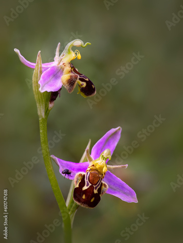 Bienen-Ragwurz