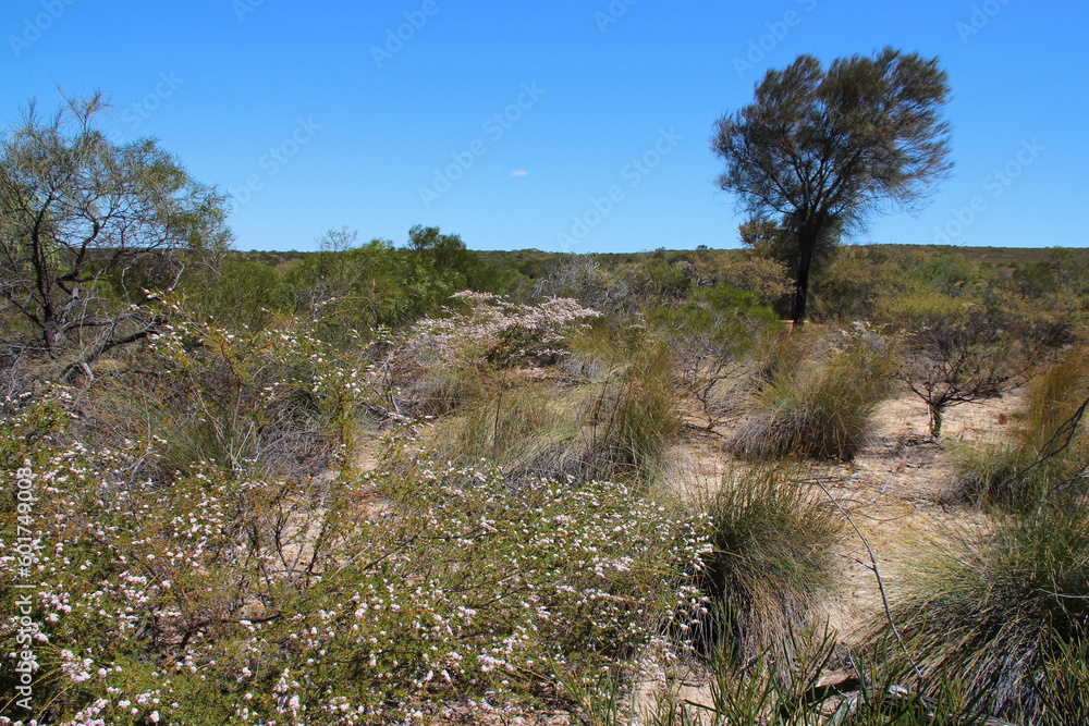 desert in kalbarri in australia desert in kalbarri in australia