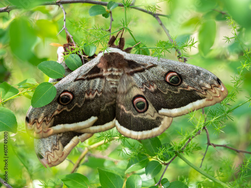 Giant Peacock Moth - Saturnia pyri in Paklenica National Park, Croatia is the largest moth in europe with wingspan up to 20cm photo