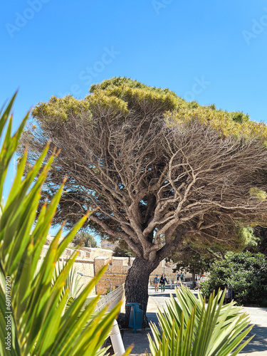 tree mdina