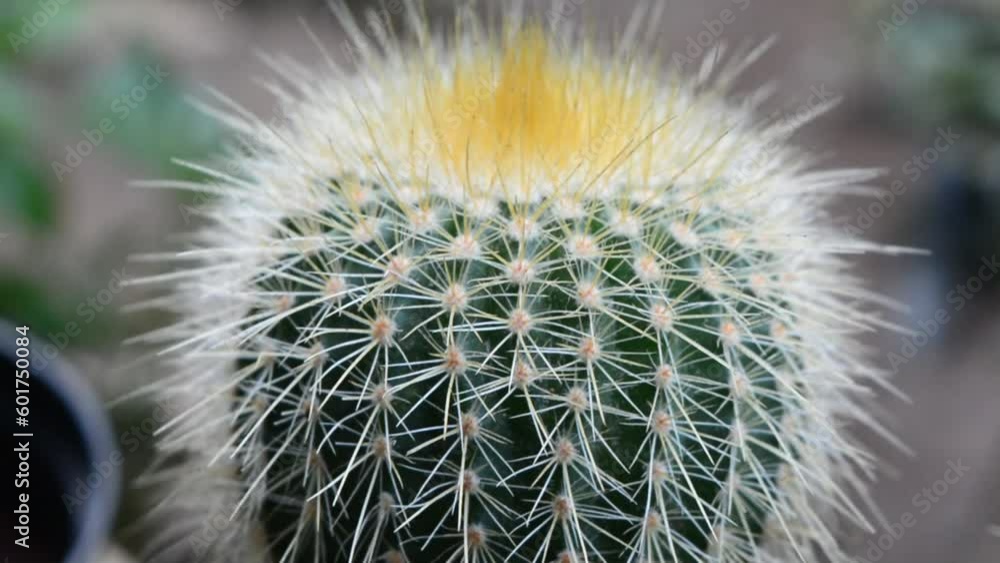 Gymnocalycium cactus, which is in a large cactus garden Gymnocalycium cactus, which is in a large cactus garden