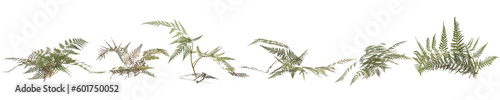 3d illustration of set pteris tremula plant isolated on transparent background
