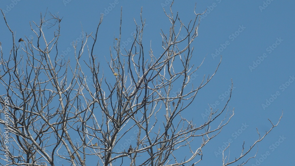 branches against blue sky branches against blue sky